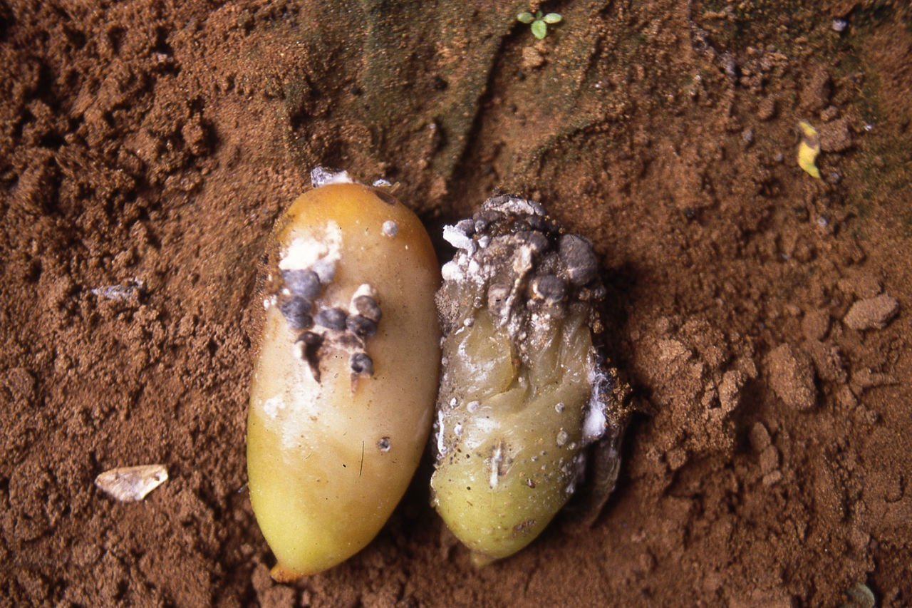 BEYAZ ÇÜRÜKLÜK (SİN: SCLEROTINIA DAL ÇÜRÜKLÜĞÜ) HASTALIĞI