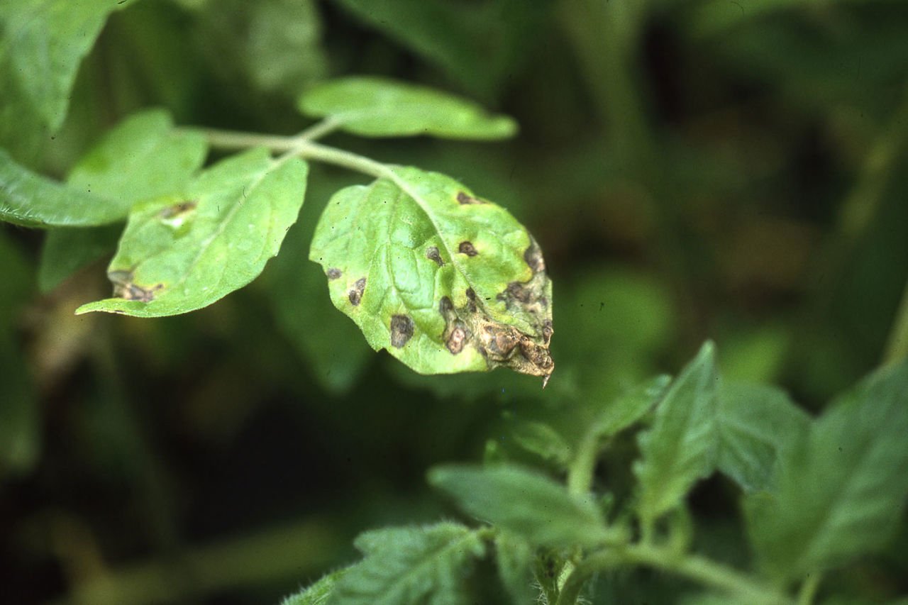 Septoria Yaprak Lekesi Hastalığı