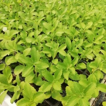 Stevia Şekerotu Fidesi (10 Adet)