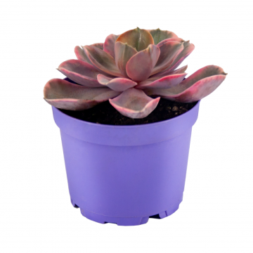 Özel Koleksiyon Echeveria Rainbow Premium Sukulent 8,5'luk Saksıda (Sınırlı Stok)