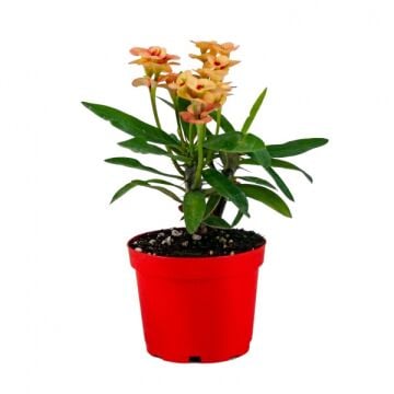 Euphorbia Milii Dikenler Tacı - Sarı Kırmızı Çiçek (8,5'luk saksıda)