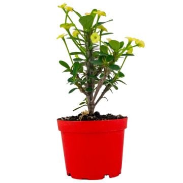 Euphorbia Milii Dikenler Tacı - Kırmızı Sarı Çiçek (8,5'luk saksıda)