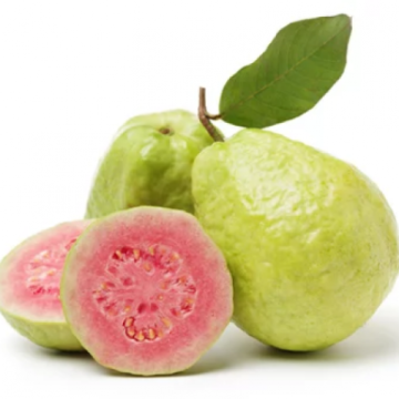 Tropikal Guava Fidanı