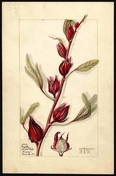 Hibiskus - Bamya çiçeği 75 g