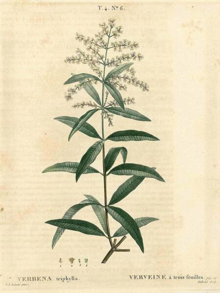 Melisa - Limon Kokulu 25 g