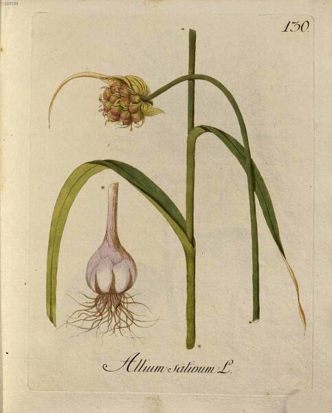 Sarımsak Yağı 20 ml