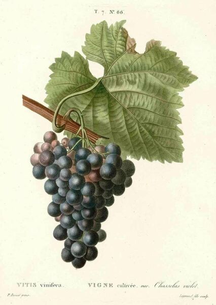 Üzüm Çekirdeği Yağı 50 ml