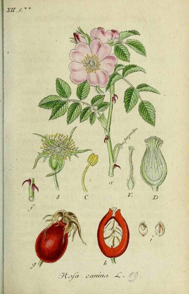 Kuşburnu Çekirdeği Yağı 20 ml