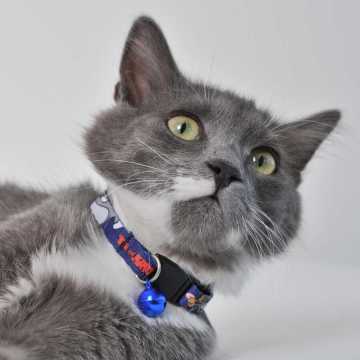 Tom & Jerry Lacivert Desenli Güvenlik Kilitli Ayarlanabilir Yumuşak Doku Kedi Boyun Tasması 22-30 cm