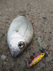 Duo Tetra Works Tetrajig 7gr. PJA0101 / Zebra Glow