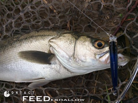 Tackle House Feed Shallow 128F Plus No: P04 Maket Balık