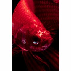 Fire Fish Cam Resim 100x100cm
