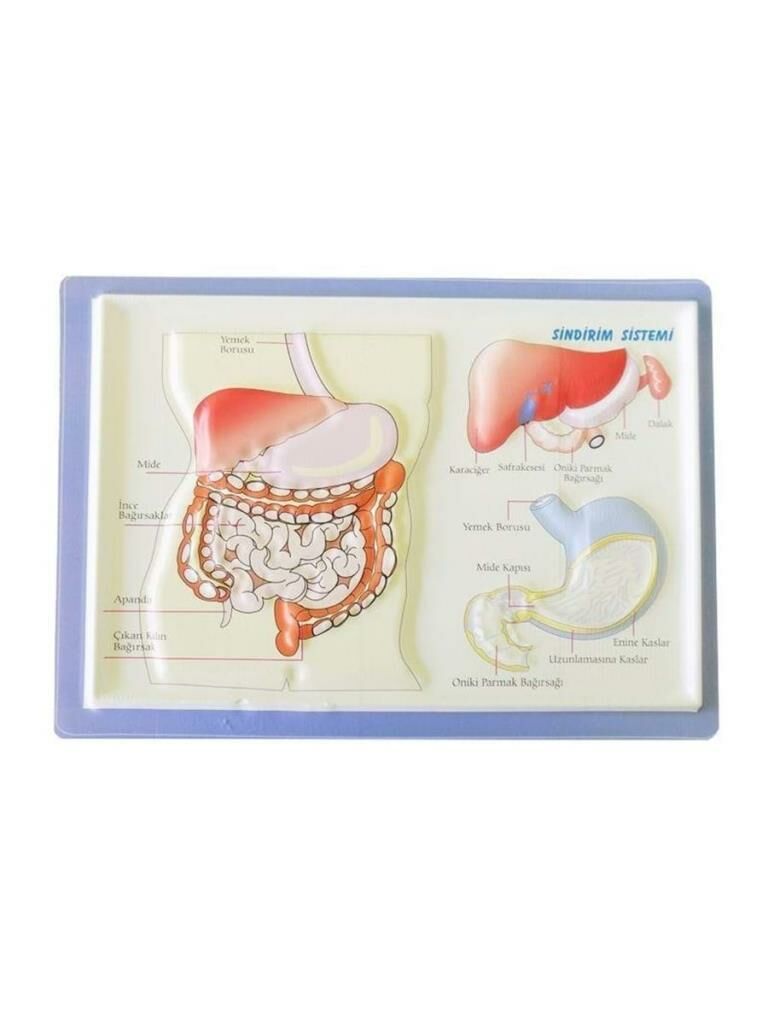 PUTI KABARTMALI SINDIRIM SISTEMI