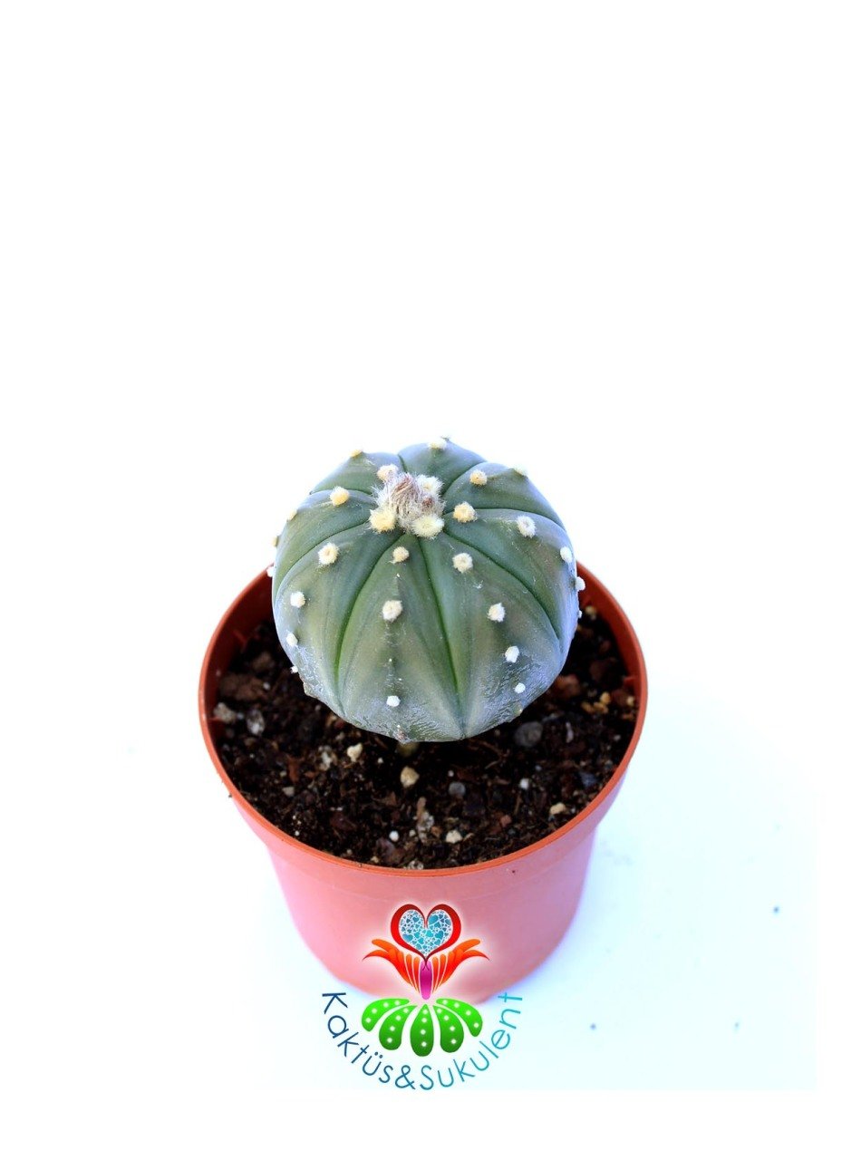 Astrophytum Myriostigma Nudum Aşılı-8 cm Saksıda Bol Çiçek Açar