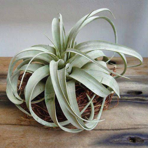 Tillandsia -Gri Renk - Hava Bitkisi-Köksüz Yaşar-Air Plant-Mükemmel Renkte-10 cm Büyüklükte,Teraryum