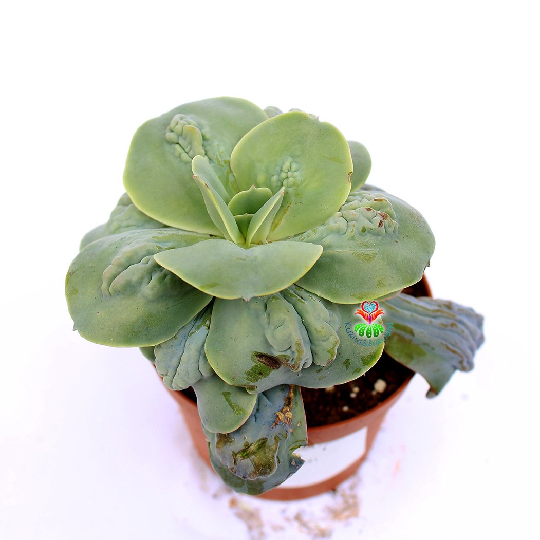Echeveria 'New Heights' -Yaprakları Damlalı Özel Tür Sukulent 8,5 cm Saksıda