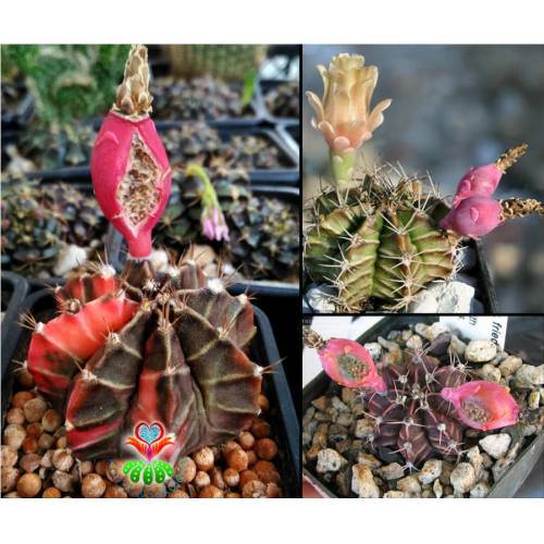 30+ Adet Kaktüs Tohumu ''Gymnocalycium Mihanovichii Variegata'' Türü Tohum