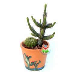Teksas Konseptli Minyatür Saguaro Kaktüslü Tasarım- Seramik Çiçekli Kaktüs Desenli 12 cm Saksıda