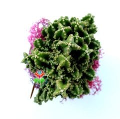 Seramik Sepet Dolusu Radyasyon Emici Kaktüs Tasarımı- Mor ve Yeşil Temalı Kaktüs Desenli 7 cm Seramik Saksıda