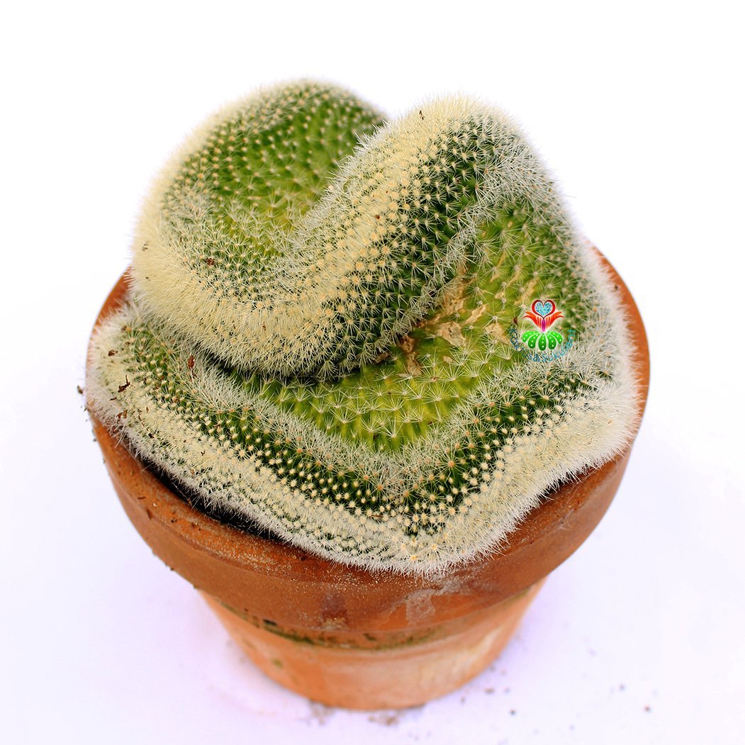 Mammillaria Spinosissima Cristata-Beyaz Renk Kıvrımlı Formda Kaktüs-12 cm Seramik Saksıda