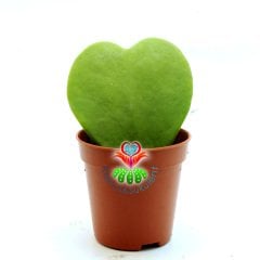 Kalp Sukulent, Hoya Kerrii - 5,5 cm Saksıda-Mum Çiçeği-14 Şubat Mis Kokulu Çiçek Açar-Saksıda Yaşayan Kalp 14 Şubat Sevgiliye Özel