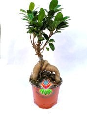 Feng Shui, Ficus Ginseng Bonsai -10 cm Saksıda- 30 cm Yükseklik