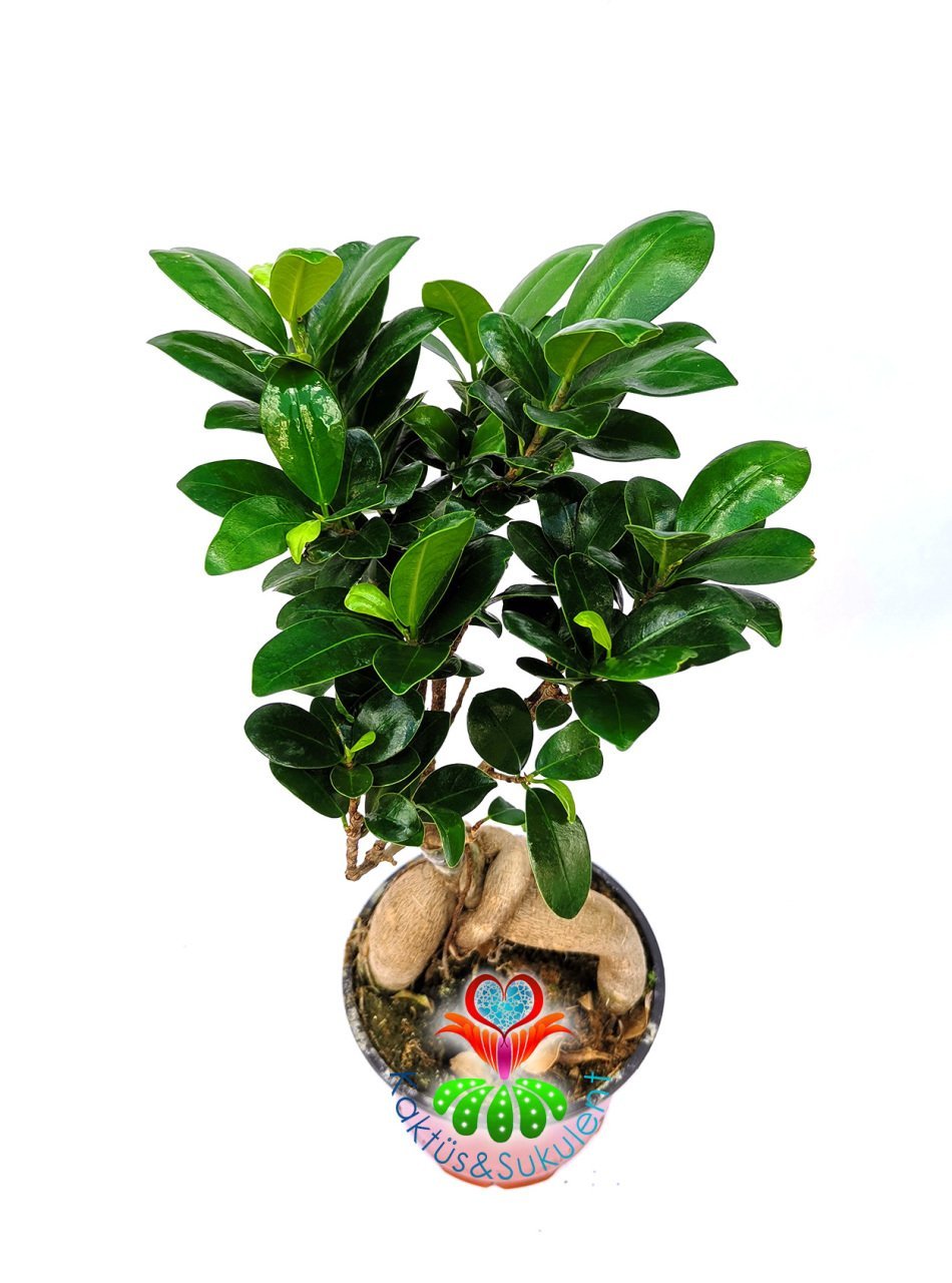 Feng Shui, Ficus Ginseng Bonsai -10 cm Saksıda- 30 cm Yükseklik