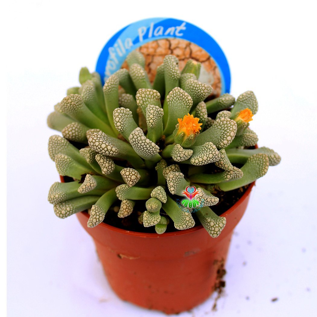 Titanopsis Primosii-Sıradışı Özel Tür Taş Kaktüs-8,5 cm Saksıda