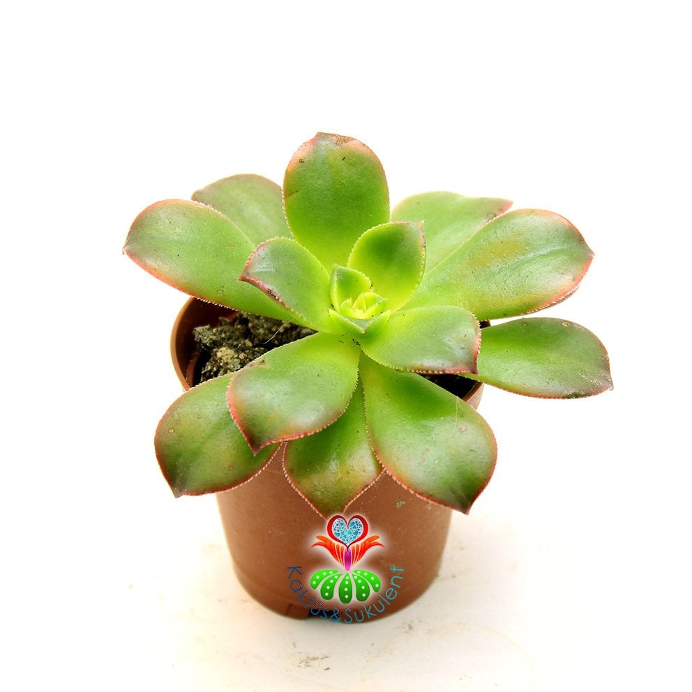 Sukulent, Aeonium Kiwi-Işık Yoğunluğuna Göre Yaprakları Sarılaşır ve Pembeleşir-5,5 cm Saksıda