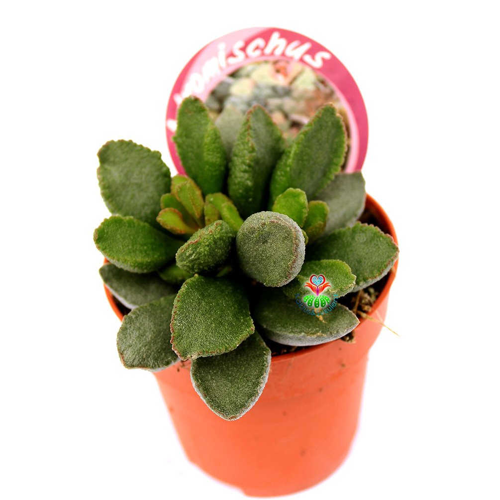 Adromischus Marianae -Büyük Fantastik Yapraklı-8,5 cm Saksıda