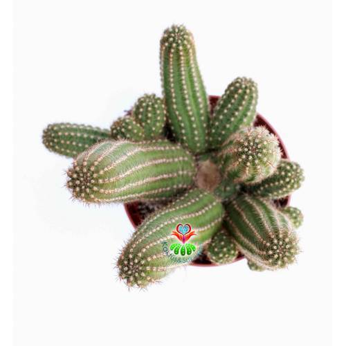Kaktüs, Lobivia Species-Muhteşem Fuşya Renk Çiçek Açar-10,5 cm Saksıda-Teraryum,Sukulent