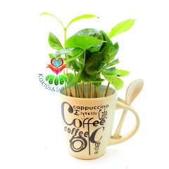 Seramik Kahve Kupasında Gerçek Kahve Ağacı Fideleri-3 Farklı Seçenek -7 cm Çap 15+ cm Yükseklik - Coffee Arabica Tree