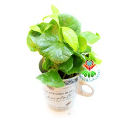 Seramik Kahve Kupasında Gerçek Kahve Ağacı Fideleri-3 Farklı Seçenek -7 cm Çap 15+ cm Yükseklik - Coffee Arabica Tree