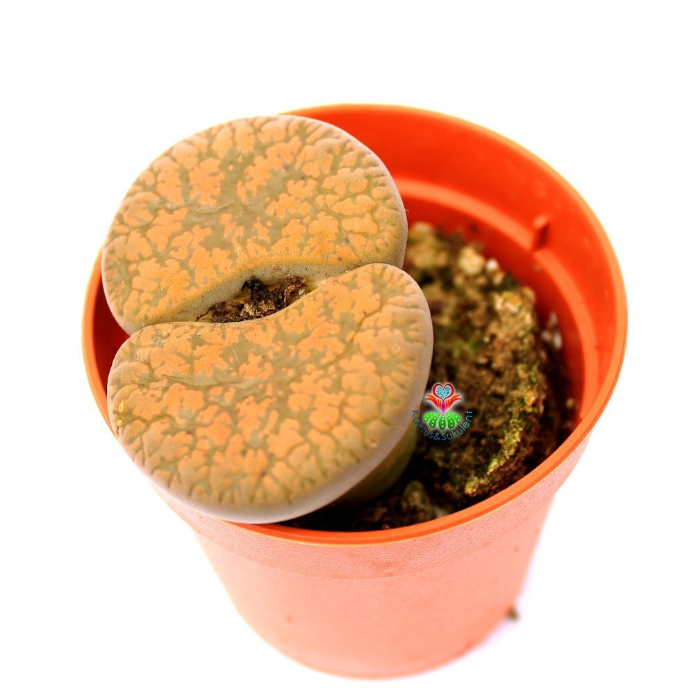 Lithops Aucampiae C298-Koyu Turuncu Renk Büyük Taş Kaktüs-5,5 cm Saksıda İthal