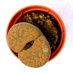 Lithops Aucampiae C298-Koyu Turuncu Renk Büyük Taş Kaktüs-5,5 cm Saksıda İthal