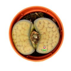 Lithops Vallis-Mariae C238- Büyük Taş Kaktüs-5,5 cm Saksıda İthal