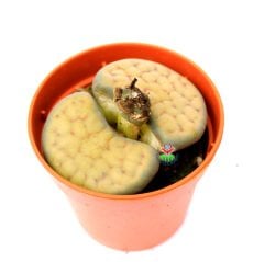 Lithops Vallis-Mariae C238- Büyük Taş Kaktüs-5,5 cm Saksıda İthal