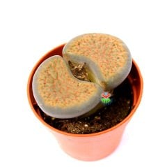 Lithops Fulviceps C220- Büyük Taş Kaktüs-5,5 cm Saksıda İthal