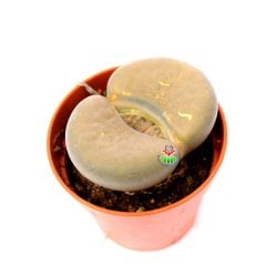 Lithops Groendrayensis- Büyük Taş Kaktüs-5,5 cm Saksıda İthal