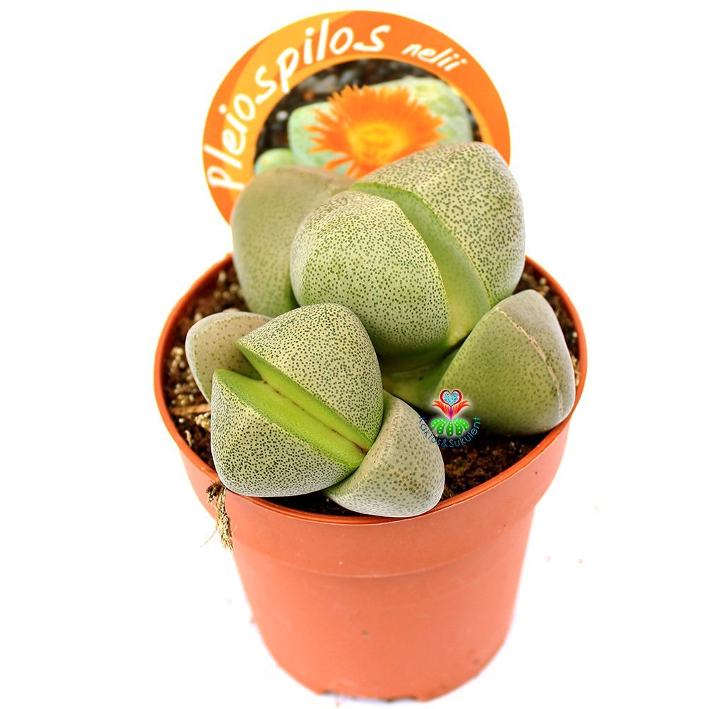 Pleiospilos Nelii-Turuncu Renk Çiçek Açar Yaşayan Taş Kaktüs-8,5 cm Saksıda