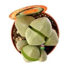 Pleiospilos Nelii-Turuncu Renk Çiçek Açar Yaşayan Taş Kaktüs-8,5 cm Saksıda