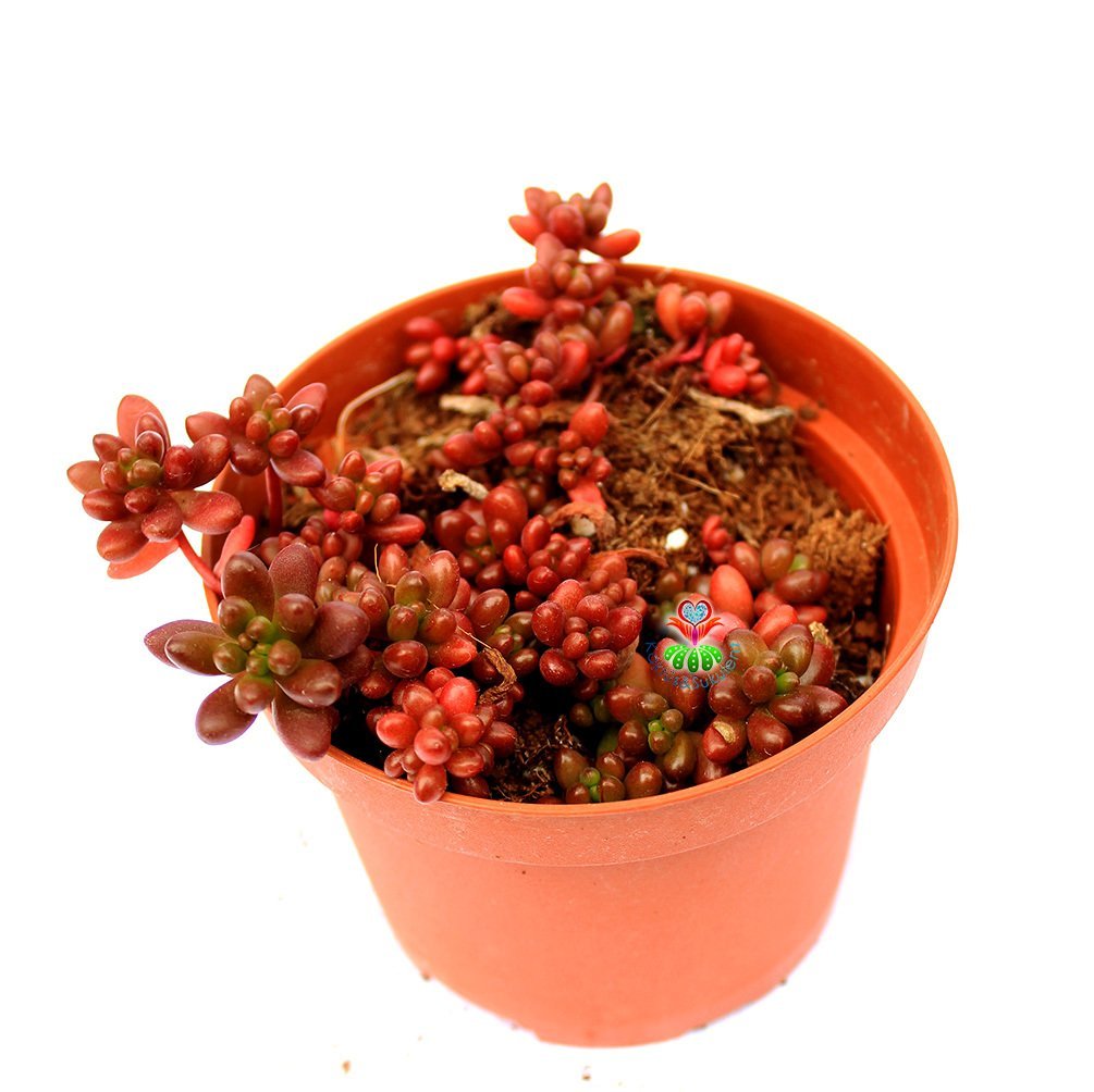 Sedum Rubrotinctum - Red Jelly Beans-Kırmızı Sedum -5,5 cm Saksıda İthal