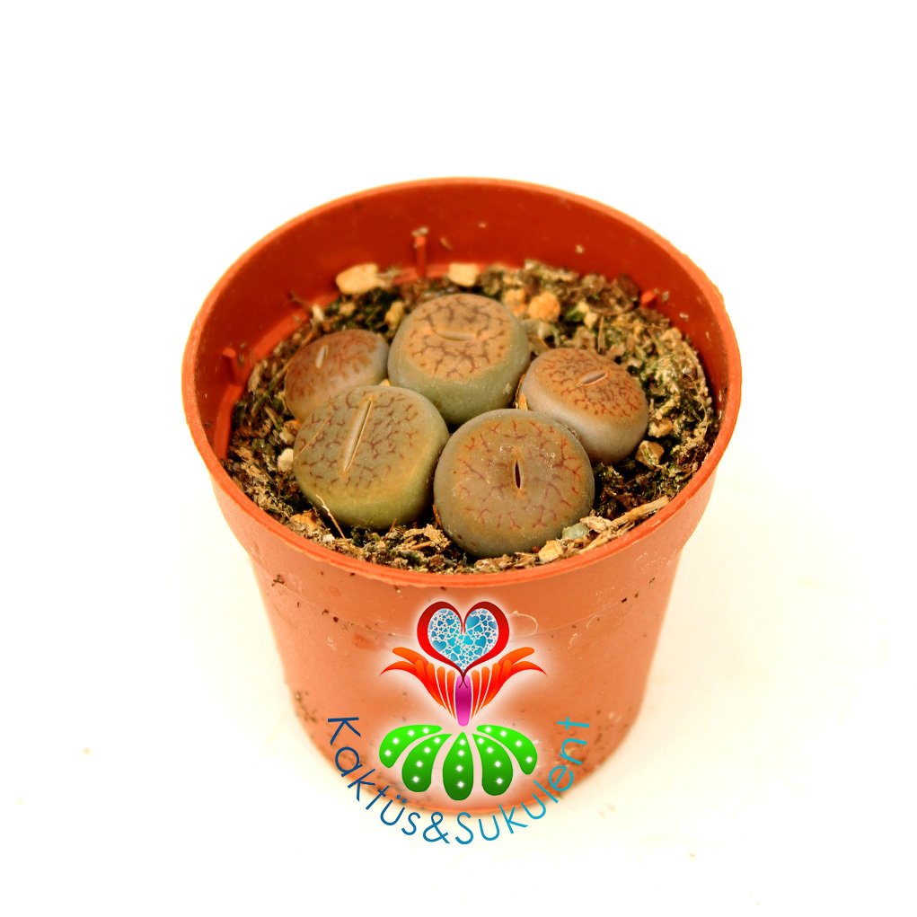 Lithops Mix.-5,5 cm Saksıda En az 3 Adet Karışık Lithopslar Yaşayan Taş Kaktüsler-Altıntaş-Sarı Renk Çiçek Açar-Kahverengi Tonlarında