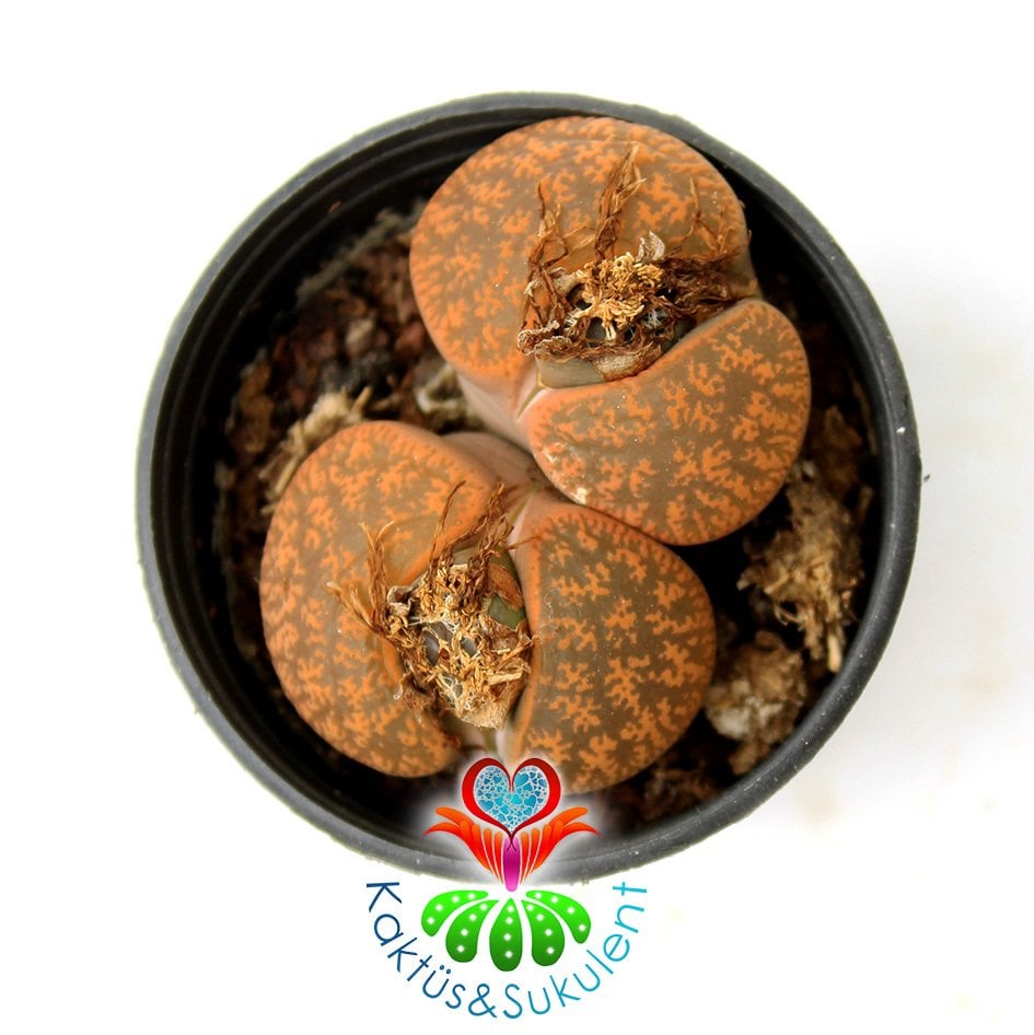 Lithops Lesliei -Bronz Tonlarında -5,5 cm Saksıda -Yaşayan Taş Kaktüs-Altıntaş-Sarı Renk Çiçek Açar