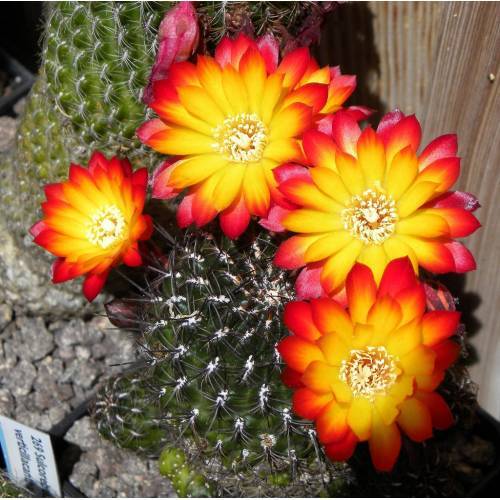 Sulcorebutia Hoffmanniana - Alev Rengi Çiçek Açar 10,5 cm saksıda-Koleksiyonluk Kaktüs Çeşidi