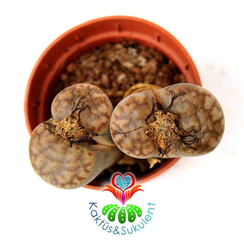 Lithops Bromfieldii -Kahverengi Tonlarında -5,5 cm Saksıda -Yaşayan Taş Kaktüs-Altıntaş-Sarı Renk Çiçek Açar