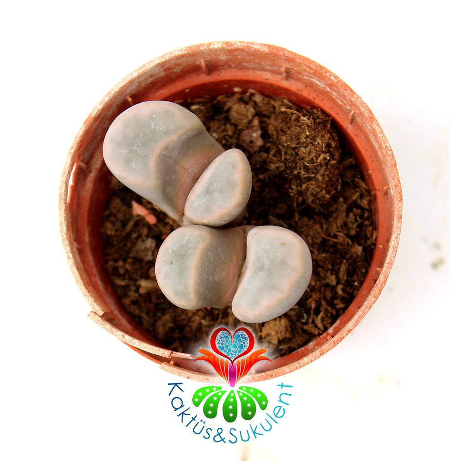Lithops Meyeri-Bembeyaz -5,5 cm Saksıda -Yaşayan Taş Kaktüs-Altıntaş-Sarı Renk Çiçek Açar