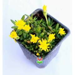 Buz Çiçeği, Delosperma Congestum - Sıradışı Nadir Tür - 8 cm saksıda - Şuan Çiçekli, Kaktus, Cactus