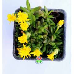 Buz Çiçeği, Delosperma Congestum - Sıradışı Nadir Tür - 8 cm saksıda - Şuan Çiçekli, Kaktus, Cactus
