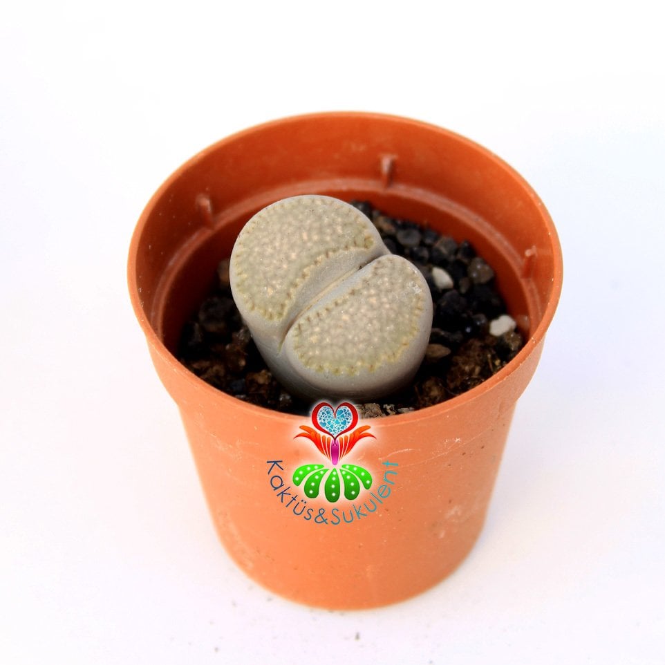 Lithops Marmorata - Beyaz-Gri Renk Tonlarında 5,5 cm Saksıda Yaşayan Taş Kaktüs-Beyaz Renk Çiçek Açar